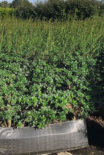 Osmanthus-Burkwoodii-Färdig-Häck-150+