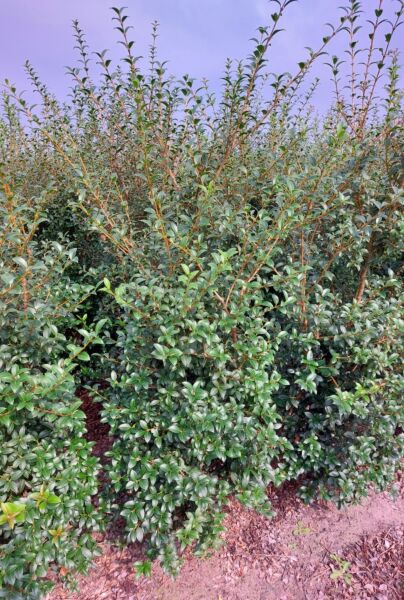 Osmanthus-Burkwoodii-Klump-150-175