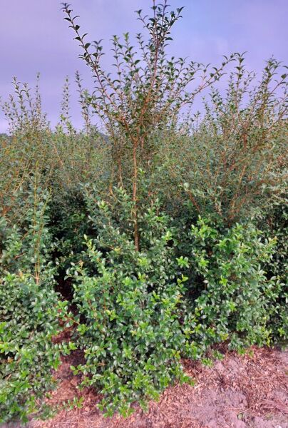 Osmanthus-Burkwoodii-Klump-175-200