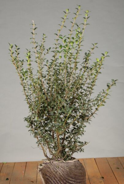 Osmanthus-Burkwoodii-Klump-80-100