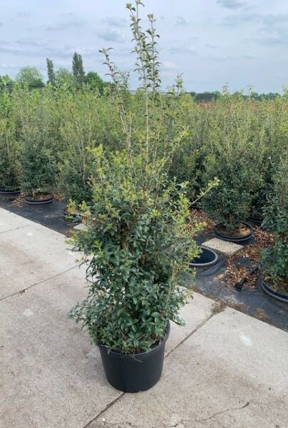 Osmanthus-Burkwoodii-Kruka-125-150