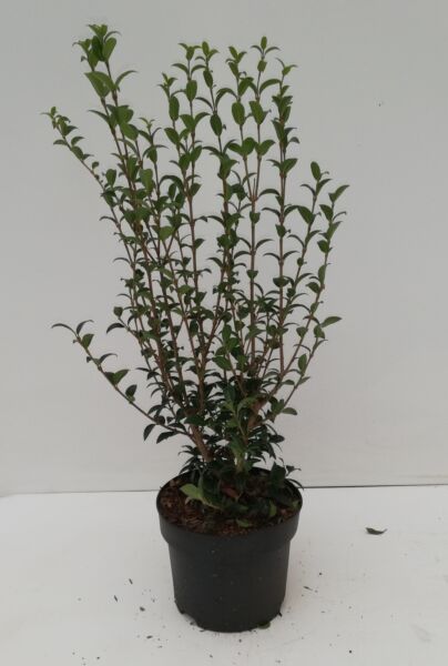 Osmanthus-Burkwoodii-Kruka-30-40