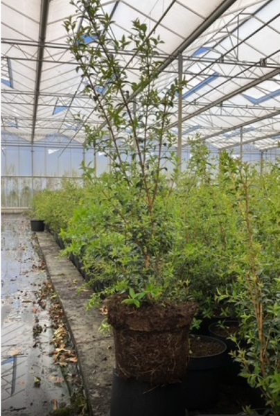 Osmanthus-Burkwoodii-Kruka-60-80