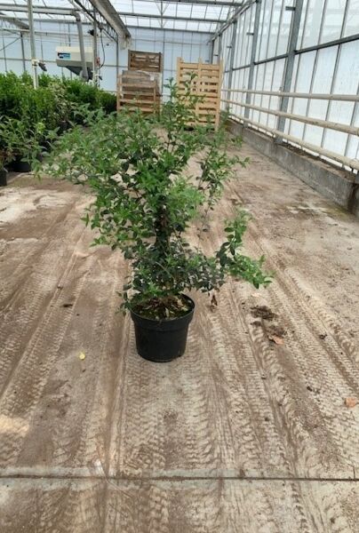 Osmanthus-Burkwoodii-Kruka-80-100