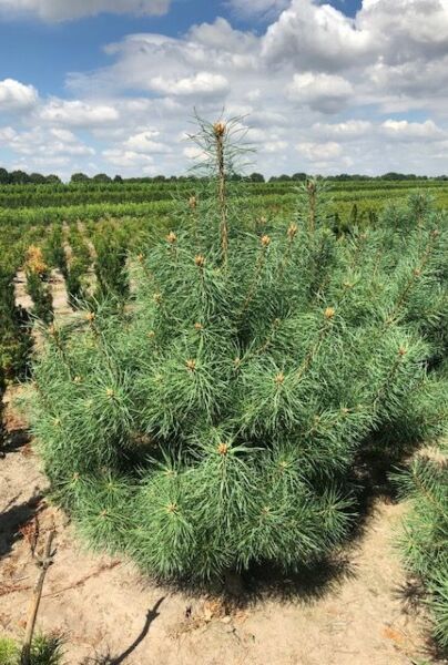Pinus-Sylvestris-ALG HAAG