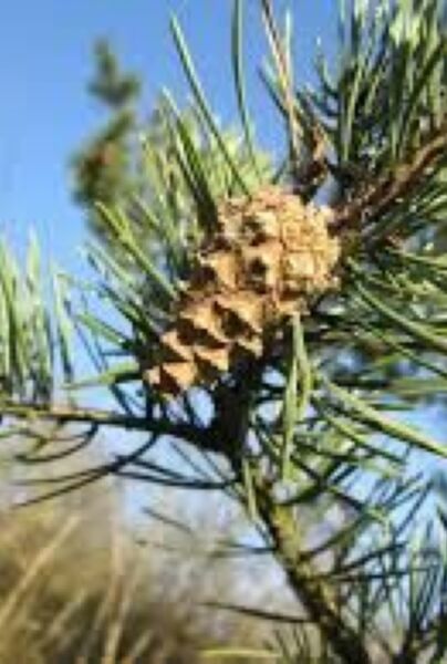 Pinus-Sylvestris-ALG INZ