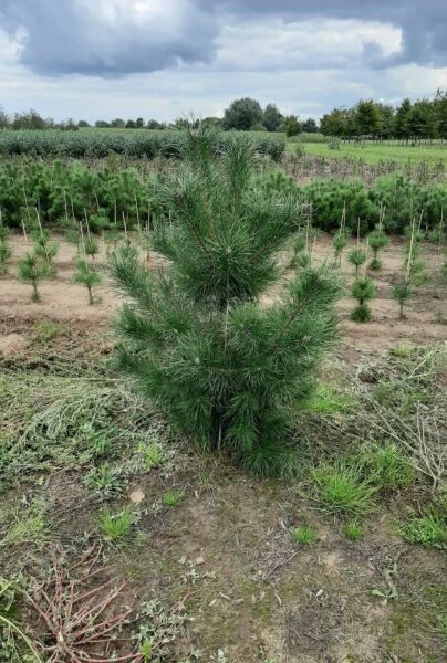 Pinus-Sylvestris-Klump-125-150