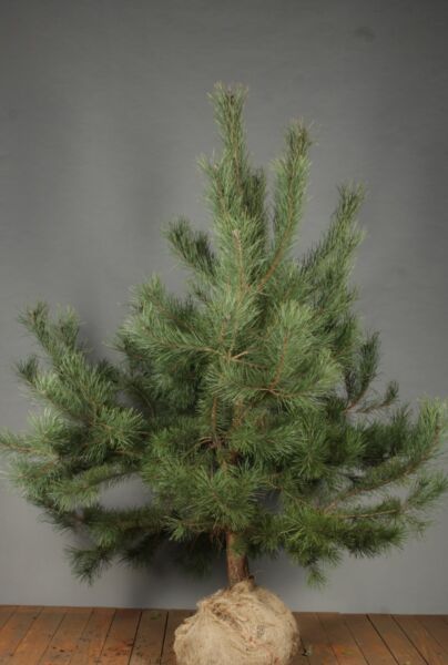 Pinus-Sylvestris-Klump-150-175