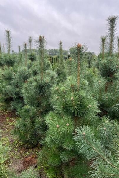 Pinus-Sylvestris-Klump-175-200