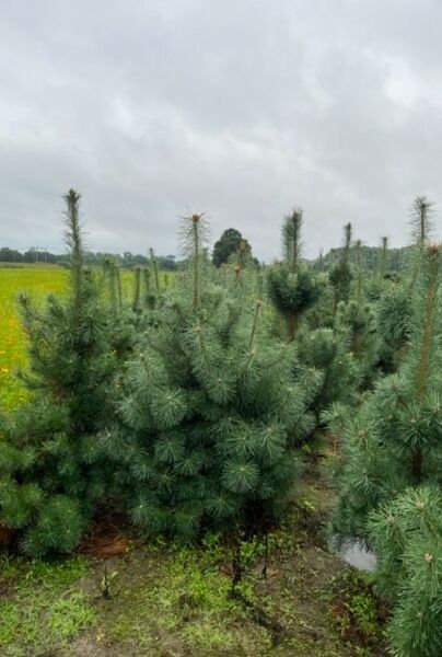 Pinus-Sylvestris-Klump-200-225