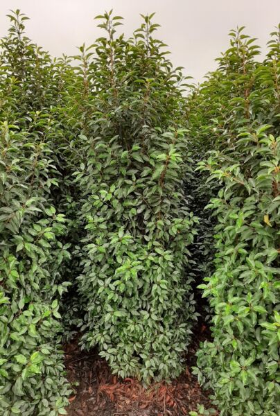 Portugisisk-Lagerhägg-Klump-200-225