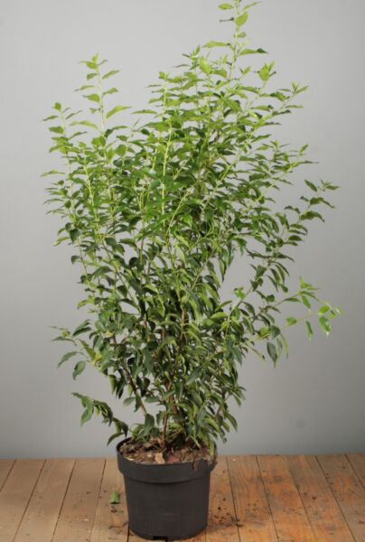 Portugisisk-Lagerhägg-Kruka-100-125