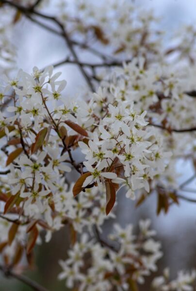 Prakthäggmispel-ALG HAAG