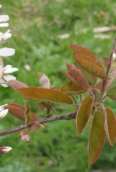 Prakthäggmispel-ALG INZ