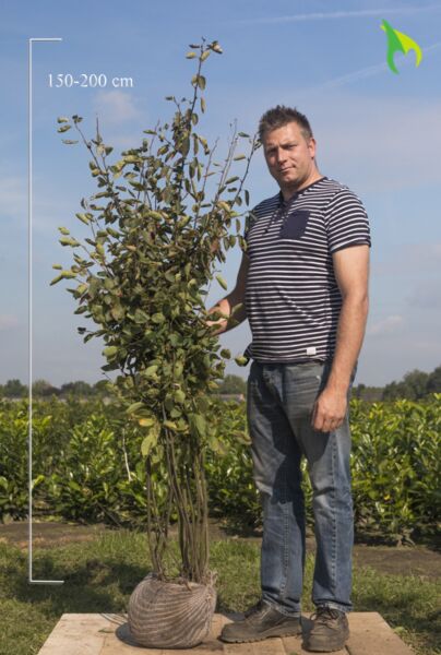 Prakthäggmispel-Klump-150-175