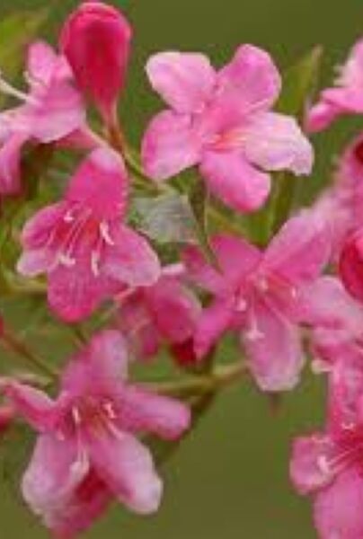 Prakttry-Rosea-ALG INZ