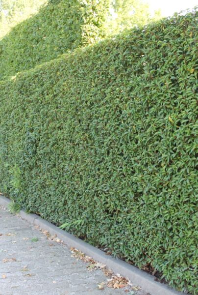 Eine Hecke des Portugiesischen Kirschlorbeers (Prunus lusitanica 'Angustifolia'), auch Portugiesische Lorbeerkirsche oder Portugiesischer Lorbeer genannt, bietet optimalen Sichtschutz