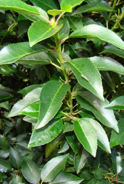Portugiesischer Kirschlorbeer (Prunus lusitanica Angustifolia)