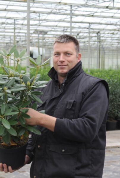 Rhododendron-Catawbiense-Boursalt-Kruka-40-50