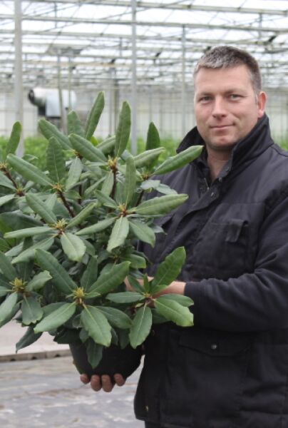 Rhododendron-Roseum-Kruka-40-50