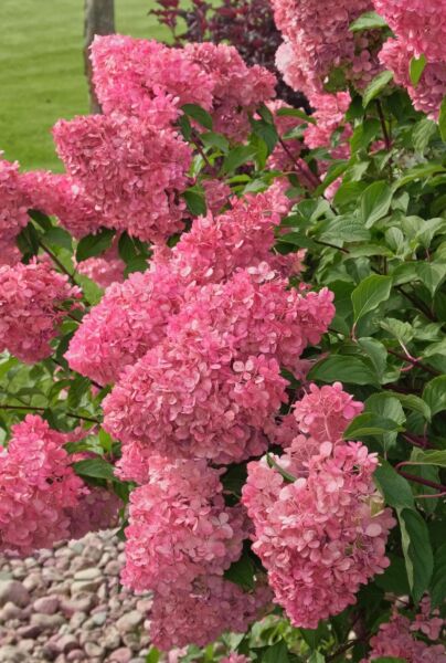 Rod-Vipphortensia-ALG HAAG