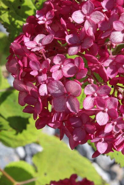 Rod-Vipphortensia-ALG INZ