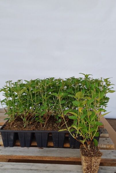 Rod-Vipphortensia-Med-Rotklump-25-30