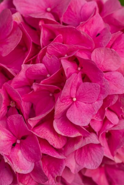 Rosa-Tradgardshortensia-ALG INZ