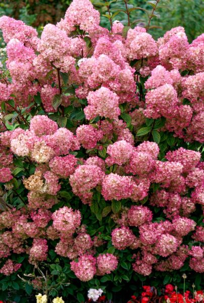 Rosa-Vipphortensia-ALG HAAG