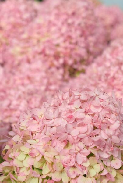 Rosa-Vipphortensia-ALG INZ