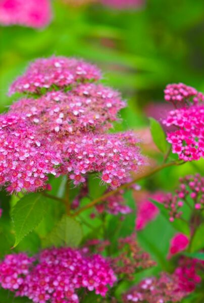 Rosenspirea-Anthony-Waterer-ALG HAAG
