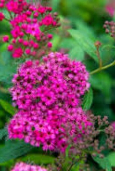 Rosenspirea-Anthony-Waterer-ALG INZ