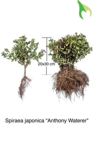 Rosenspirea-Anthony-Waterer-Barrotad-20-30