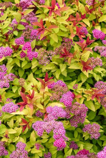 Rosenspirea-Goldflame-ALG HAAG