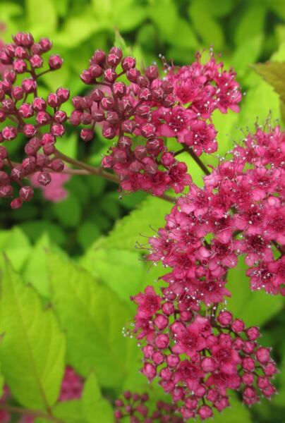 Rosenspirea-Goldflame-ALG INZ