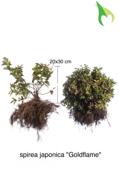Rosenspirea-Goldflame-Barrotad-20-30