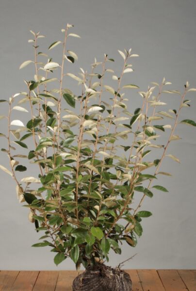 Silverbuske-Klump-100-125