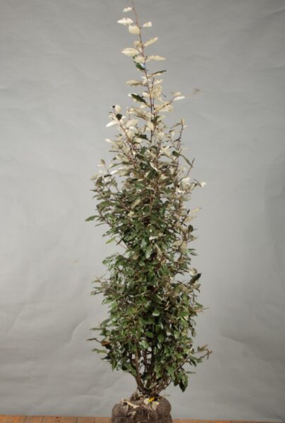 Silverbuske-Klump-125-150