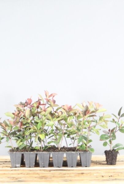 Snittmispel-Klump-20-25