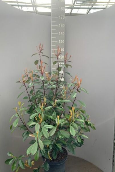 Snittmispel-Kruka-100-125