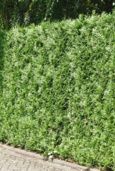 Thuja-Atrovirens-ALG HAAG