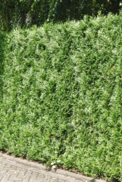 Thuja-Atrovirens-ALG HAAG