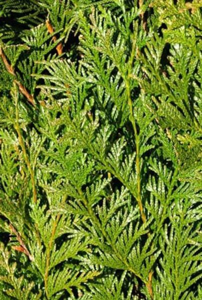 Thuja-Atrovirens-ALG INZ