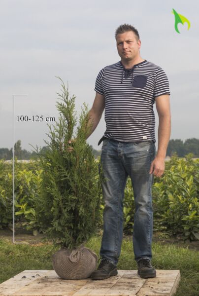 Thuja-Atrovirens-Klump-100-125