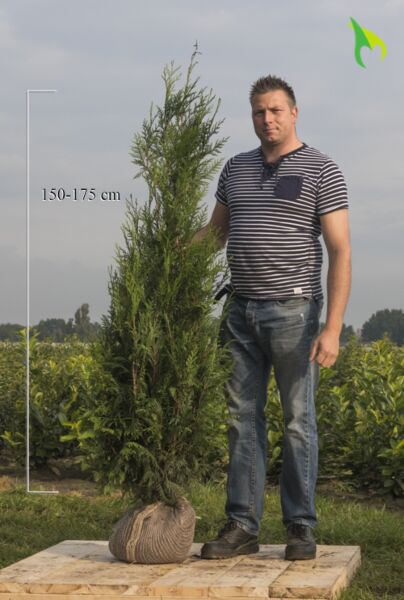 Thuja-Atrovirens-Klump-150-175