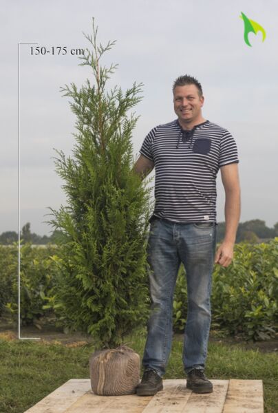 Thuja-Atrovirens-Klump-175-200