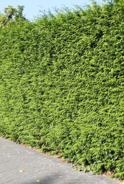 Thuja-Brabant-ALG HAAG