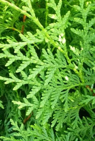 Thuja-Brabant-ALG INZ