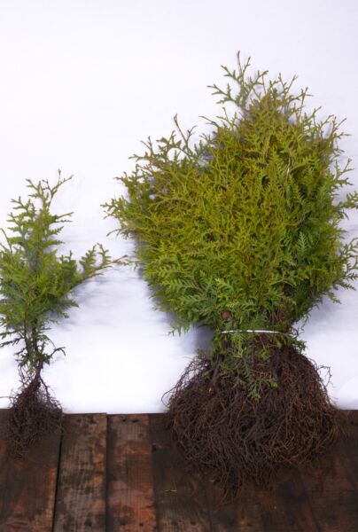 Thuja-Brabant-Barrotad-30-40