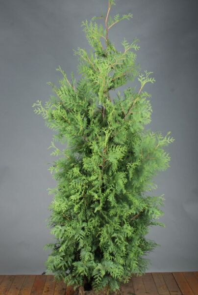 Thuja-Brabant-Klump-200-225